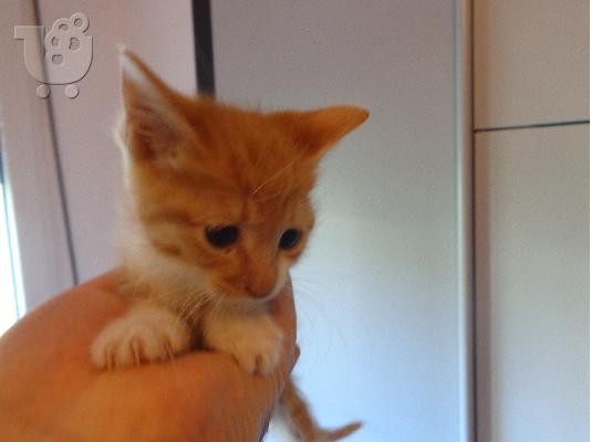 PoulaTo: Χαριζεται μικρο γατακι